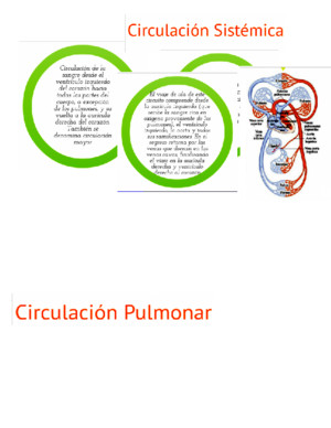 Circulacion Sistemica y Pulmonar