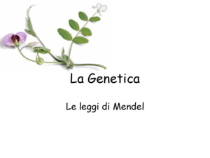 La Genetica Le leggi di Mendel Il monaco Gregor Mendel (1822-1884) fu il primo a studiare in modo rigoroso il fenomeno della trasmissione dei caratteri