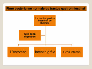 LestomacIntestin grêle Gros intestin Site de la digestion Le tractus gastro- intestinal de lhomme Flore bactérienne normale du tractus gastro-intestinal