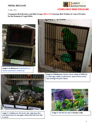 MEDIA RELEASE Bird Breeders and Bird Groups Breach Code of Practice for the Housing of Caged Birds Final