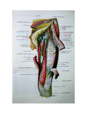 Biologia - Atlas de Anatomia Humana Laminas
