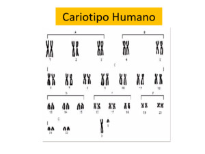 Cariotipo Humano El cariotipo, nos muestra todos los cromosomas que contiene una célula Como sabemos, los cromosomas están formando pares homólogos