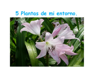 5 plantas de mi entorno