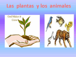Plantas y animales