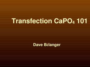 Transfection CaPO 4 101 Dave Bélanger Théorie Mécanisme inconnu Hypothèses: 1Le précipité formé par le CaCl2 et lADN est endocytosé par la cellule et